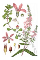 Links: Blutkraut, Gewoehnlicher Blutweiderich, Lythrum salicaria. Rechts: Portel, Sumpfquendel, Lythrum portula, auch Peplis portula , Heil- und Nutzpflanzen