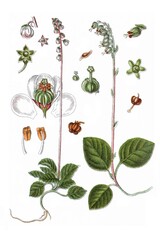 Links: Kleines Wintergruen, Pyrola minor. Rechts: Ramischie, Pirola secunda, Heil- und Nutzpflanzen