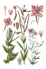 Links: Sumpfroeschen, Sumpf-Weidenroeschen, Epilobium palustre. Mitte: Dreikantiges Weidenroeschen, Epilobium trigonum. Rechts: Fleischer-Roeschen, Fleischers Weidenroeschen, Epilobium fleischeri