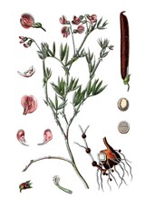 Berg-Erbse, Pisum montanum, Heil- und Nutzpflanze