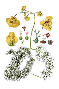 gewoehnlicher Wasserschlauch, Utricularia vulgaris