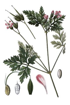 Ruprechtskraut, Stinkender Storchschnabel oder Stinkstorchschnabel, Geranium robertianum, Heil- und Nutzpflanzen