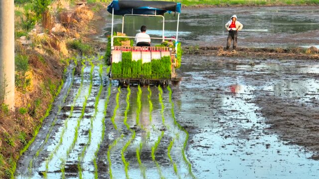 Rice Transplanter Machine in Flooded Paddy Field with Farmers