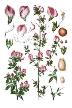 Links: Echter Hauhechel, Ononis spinosa, Rechts: Bockshechel, Ononis hircina