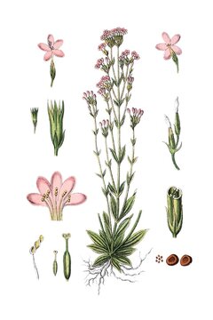 echtes Tausendgueldenkraut, Erythraea centaurium, Centaurium erythraea, Heil- und Nutzpflanze