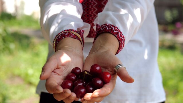 Adult hands of ukrainian woman in traditional vyshyvanka holding a handful of fresh cherries at summer garden. The scene combines tradition and tenderness reflecting harmony between culture and nature