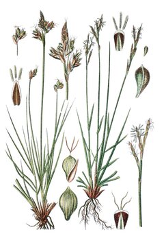 Links: Grund-Segge, Carex gynobasis, Rechts: Finger-segge, Carex digitat