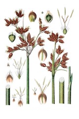 Links: Teich-Simse, Cyperus lacustris, Rechts: Cyperus lacustris © Bildagentur-o