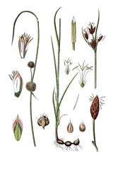 Links: Kugel-Simse, Cyperus holoschoenus, Rechts: Strand-Simse, Cyperus maritimus, Heil- und Nutzpflanzen © Bildagentur-o