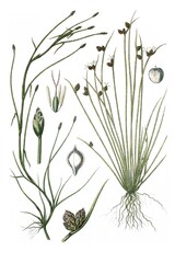 Links: Flutende Simse, Cyperus fluitans, Rechts: Borsten-Simse, Cyperus setaceus © Bildagentur-o