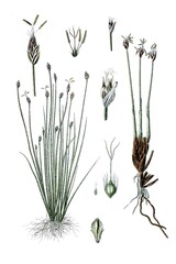 Links: Nadel-Simse, Cyperus acicularis, Rechts: Rasen-Simse, Cyperus caespitosus © Bildagentur-o