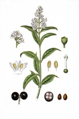 Liguster, Ligustrum vulgare