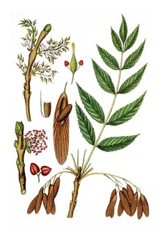 gemeine Esche, Fraxinus excelsior