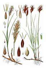 Links: Sand-Segge, Carex arenaria, Rechts: Fruehe Segge, Carex praecox