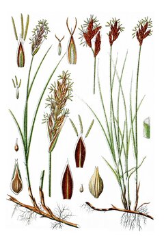 Links: Sand-Segge, Carex arenaria, Rechts: Fruehe Segge, Carex praecox