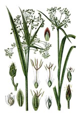 Links: Wald-Simse, Cyperus silvaticus, Rechts: Wurzel-Simse, Cyperus radicans © Bildagentur-o