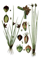 Links: Lager-Simse, Cyperus supinus, Rechts: Dolch-Simse, Cyperus mucronatus © Bildagentur-o