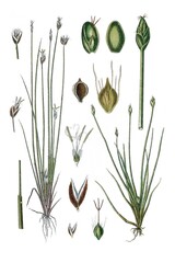 Links: Torf-Simse, Cyperus pauciflorus, Rechts: Zwerg-Simse, Cyperus parvulus © Bildagentur-o