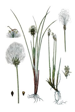 Links: Alpen-Wollgras, Eriophorum alpinum, Rechts: Scheiden-Wollgras, Eriophorum vaginatum