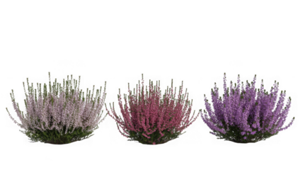 Three distinct heather plants in shades of pink, fuchsia, purple. isolated on transparent background