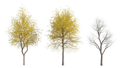 Seasonal trees: autumn yellow foliage and winter bare branches isolated on transparent background
