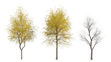 Seasonal trees: autumn yellow foliage and winter bare branches isolated on transparent background