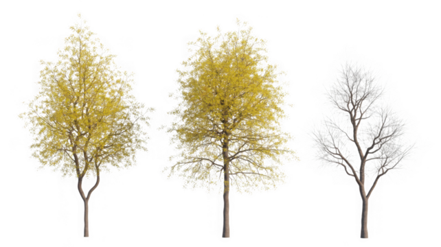 Seasonal trees: autumn yellow foliage and winter bare branches isolated on transparent background