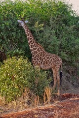 Giraffe in the savanna eats leaves from tree.