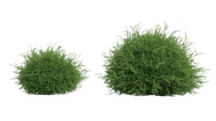 Two green rounded evergreen bushes with dense foliage isolated isolated on transparent background
