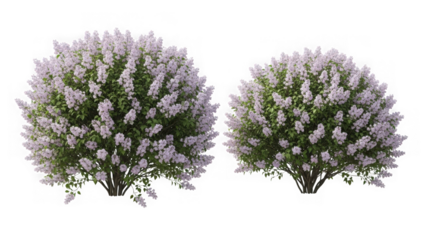 Two blooming lilac bushes with purple flowers and green leaves isolated on transparent background