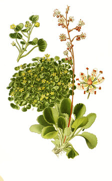 Saxifraga huetii, London Pride, Saxifraga umbrosa, rockfoil. Steinbrech
