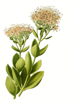 Sedum spectabile, Hylotelephium spectabile, showy stonecrop, ice plant, butterfly stonecrop. Pr&auml;chtige Fetthenne