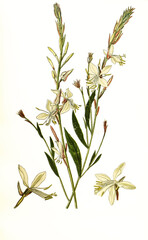 Gaura lindheimeri. Oenothera lindheimeri, Lindheimer's beeblossom, white gaura, pink gaura, Lindheimer's clockweed, and Indian feather. Prachtkerze
