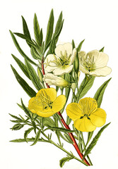 Oenothera speciosa, missouriensis, Evening primrose. Nachtkerze