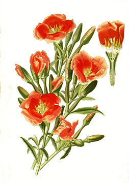 Cenothera amoena, Godetia, Clarkia amoena, farewell to spring. Sommerazalee, Atlasblume, Mandelr&ouml;schen oder Godetie