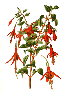 Fuchsia gracilis, globosa, hummingbird fuchsia or hardy fuchsia. Scharlach-Fuchsie, Fuchsie