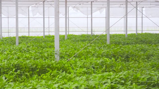 Greenhouse Vegetable Seedlings Growing in Modern Agricultural Facility