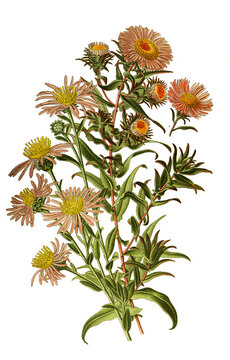 Aster novea angliae, Michaelmas daisy. Aster