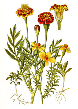 Tagetes patula, French Marigold, Tagetes Signata, Mexican marigold. Tagetes, Studentenblume