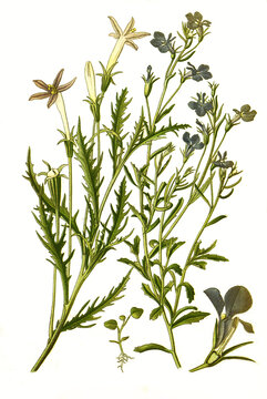 Lobelia erinus, Isotoma longiflora, Lobelias, edging lobelia, garden lobelia or trailing lobelia. M&auml;nnertreu auch Blaue Lobelie