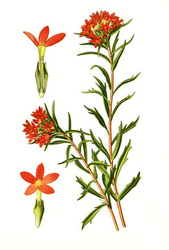 Collomia coccinea. Sperrkrautgew&auml;chs
