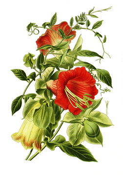 Cobaea scandens, cup-and-saucer vine, cathedral bells, Mexican ivy, or monastery bells. Glockenrebe, Glockenwinde