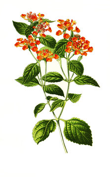 Lantana Camara, big-sage, wild-sage, red-sage, white-sage, tickberry. Wandelr&ouml;schen