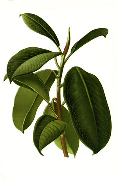 Ficus eleastica, India-Rubber Plant, rubber fig, rubber bush, rubber tree, rubber plant, or Indian rubber bush, Indian rubber tree. Gummibaum oder Indischer Kautschukbaum