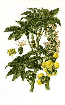 Ricinus communis, castor bean, castor oil plant, Castor-Oil Plant. Wunderbaum, Rizinus