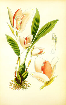Lycaste skinneri,  Lycaste virginalis,  epiphyte orchid. Orchidee,
