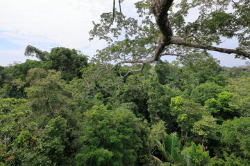 Rein forest, Parque Nacional Yasuní,  Ecuador