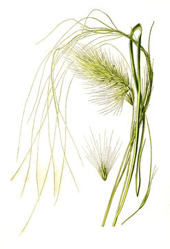 Stipa pennata, Pennisetum longistylum, Feather Grass, European feather grass, Orphan maidenhair. Echtes Federgras