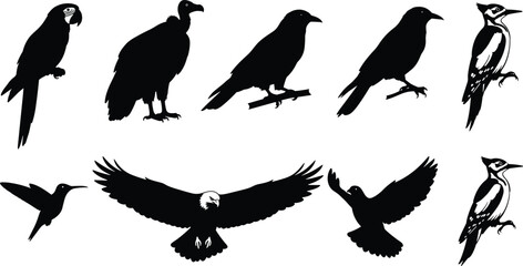 Bird silhouette vector collection, parrot, vulture, crow, hummingbird, eagle, woodpecker flying and perched birds for wildlife, nature, illustration design