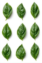 Obraz premium Basil leaves arranged in a grid pattern on a white background studio shot overhead view culinary herbs fresh ingredients